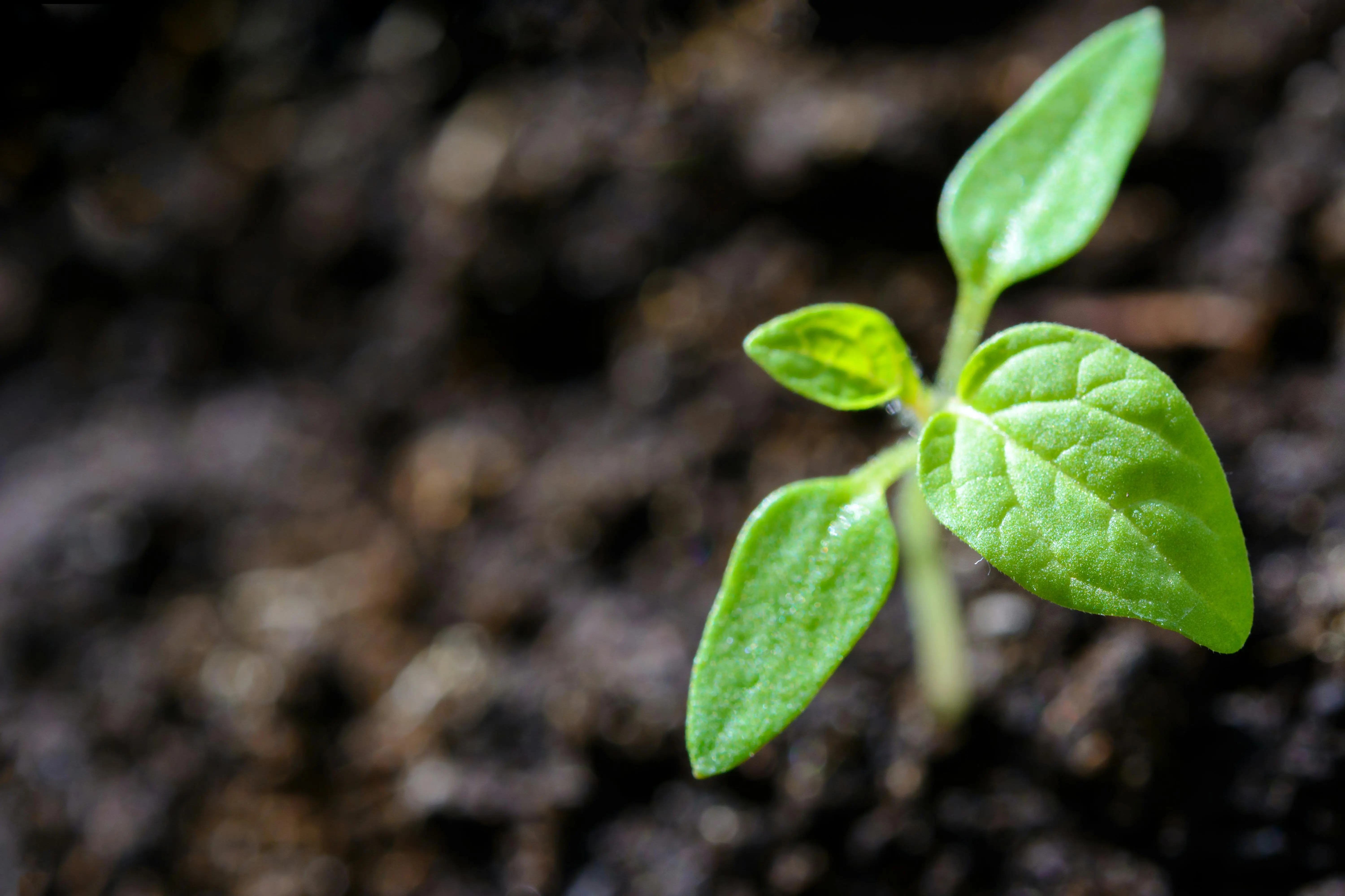 casper growth mindset